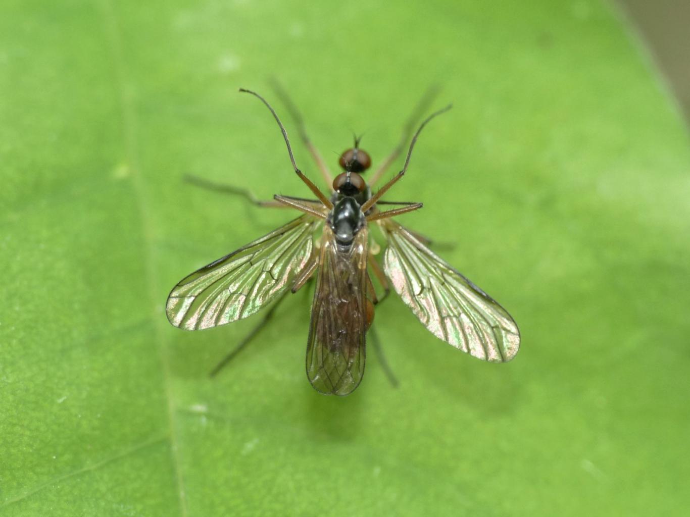 Hybotidae? No. Empididae: Brachystoma vesciculosum